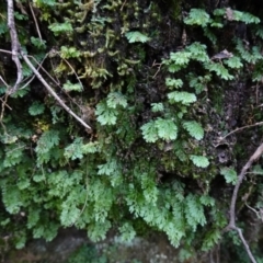 Hymenophyllum cupressiforme at Wingello, NSW - suppressed
