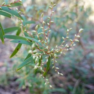 Leucopogon affinis at Wingello, NSW - 21 Jul 2024