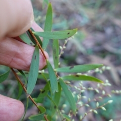 Leucopogon affinis at Wingello, NSW - 21 Jul 2024