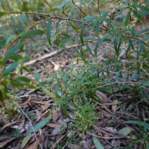 Leucopogon affinis at Wingello, NSW - 21 Jul 2024