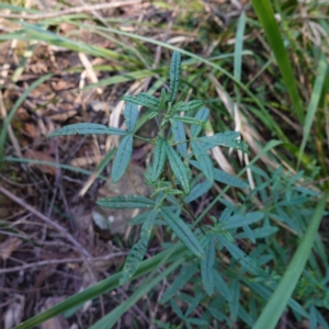 Zieria smithii at Wingello, NSW - suppressed