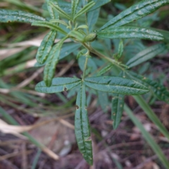 Zieria smithii at Wingello, NSW - suppressed