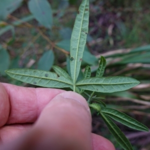 Zieria smithii at Wingello, NSW - 21 Jul 2024