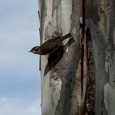 Melithreptus brevirostris (Brown-headed Honeyeater) at Murrumbateman, NSW - 27 Jul 2024 by SimoneC