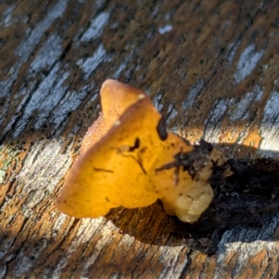 Unidentified Cap on a stem; none of the above at Page, ACT - 27 Jul 2024 by CattleDog