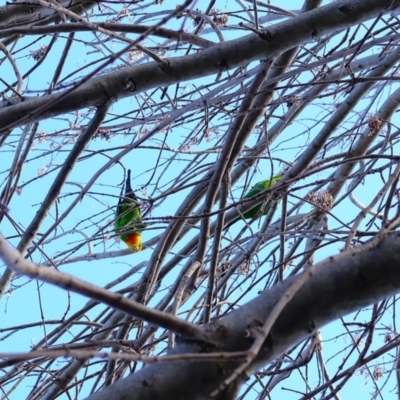 Polytelis swainsonii (Superb Parrot) at Gungahlin, ACT - 27 Jul 2024 by TrishGungahlin