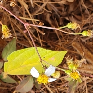 Bidens pilosa at Somerset, QLD - 27 Jul 2024