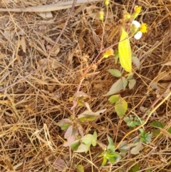 Bidens pilosa at Somerset, QLD - 27 Jul 2024