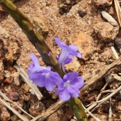 Stachytarpheta jamaicensis (Snakeweed) at Horn, QLD - 26 Jul 2024 by Mike