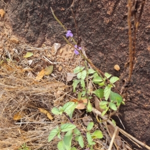 Stachytarpheta jamiacensis at Horn, QLD - 27 Jul 2024