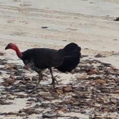 Alectura lathami (Australian Brush-turkey) at Somerset, QLD - 26 Jul 2024 by Mike