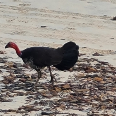 Alectura lathami (Australian Brush-turkey) at Somerset, QLD - 27 Jul 2024 by Mike