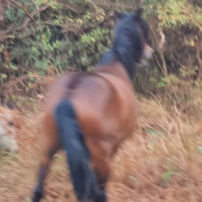 Equus caballus (Brumby, Wild Horse) at Somerset, QLD - 26 Jul 2024 by Mike