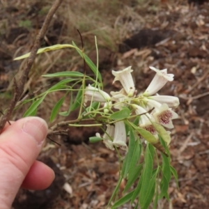 Pandorea pandorana at Mount Surprise, QLD - 27 Jul 2024 11:02 AM