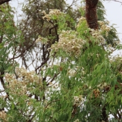 Pandorea pandorana at Mount Surprise, QLD - 27 Jul 2024 11:02 AM