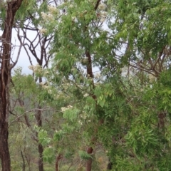 Pandorea pandorana at Mount Surprise, QLD - 27 Jul 2024 11:02 AM