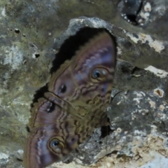 Speiredonia spectans (Granny's Cloak Moth) at Mount Surprise, QLD - 27 Jul 2024 by lbradley