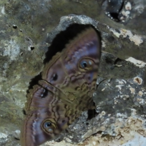 Speiredonia spectans at Mount Surprise, QLD - 27 Jul 2024