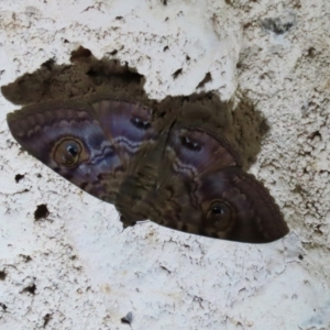 Speiredonia spectans at Mount Surprise, QLD - 27 Jul 2024