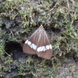 Nyctemera baulus at Mount Surprise, QLD - 27 Jul 2024