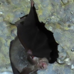 Miniopterus australis (Little Bentwing-bat) at Mount Surprise, QLD - 26 Jul 2024 by lbradley