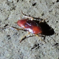 Unidentified Cockroach (Blattodea, several families) at Mount Surprise, QLD - 26 Jul 2024 by lbradley