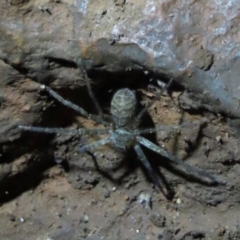 Unidentified Spider (Araneae) at Mount Surprise, QLD - 26 Jul 2024 by lbradley