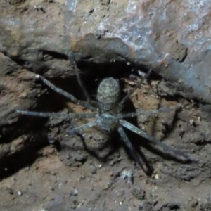 Heteropoda sp. (genus) at Mount Surprise, QLD - 27 Jul 2024 09:32 AM