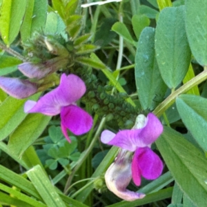 Vicia sativa at Narellan, NSW - 26 Jul 2024 02:46 PM