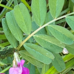 Vicia sativa at Narellan, NSW - 26 Jul 2024 02:46 PM