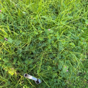 Vicia sativa at Narellan, NSW - 26 Jul 2024