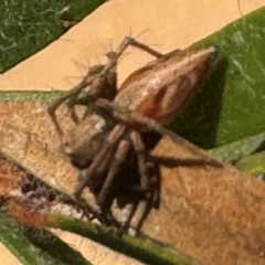 Oxyopes sp. (genus) (Lynx spider) at Narellan, NSW - 26 Jul 2024 by Hejor1