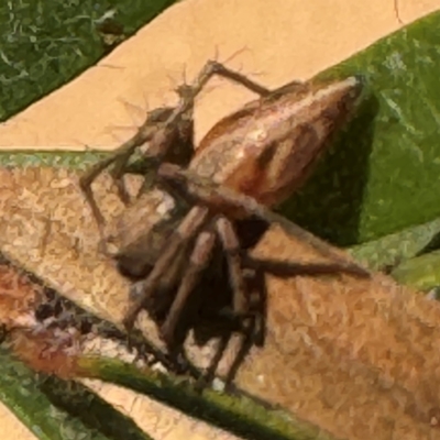 Oxyopes (genus) (Lynx spider) at Narellan, NSW - 26 Jul 2024 by Hejor1