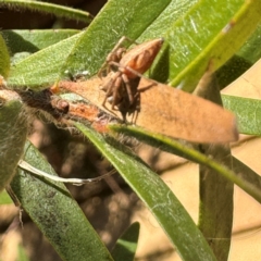 Oxyopes sp. (genus) at Narellan, NSW - 26 Jul 2024