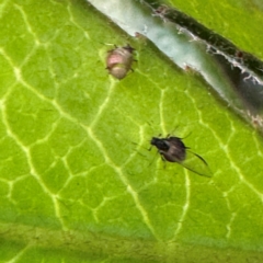 Aphididae (family) (Unidentified aphid) at Narellan, NSW - 26 Jul 2024 by Hejor1