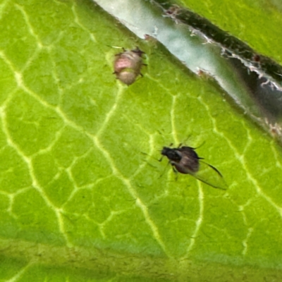 Aphididae (family) at Narellan, NSW - 26 Jul 2024 by Hejor1