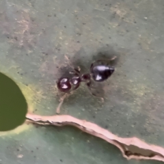 Crematogaster sp. (genus) (Acrobat ant, Cocktail ant) at Kurrajong, NSW - 26 Jul 2024 by Hejor1