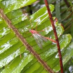 Dicamptus fuscicornis at Kurrajong, NSW - 27 Jul 2024 by Hejor1