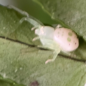 Thomisidae (family) at Kurrajong, NSW - 27 Jul 2024 08:28 AM