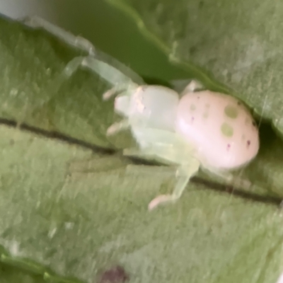 Thomisidae (family) (Unidentified Crab spider or Flower spider) at Kurrajong, NSW - 27 Jul 2024 by Hejor1