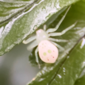 Thomisidae (family) at Kurrajong, NSW - 27 Jul 2024 08:28 AM