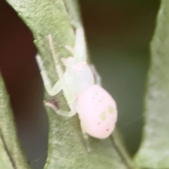Thomisidae (family) at Kurrajong, NSW - 27 Jul 2024 08:28 AM