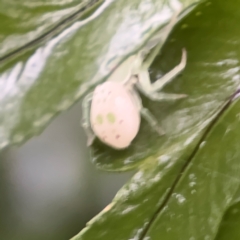 Thomisidae (family) at Kurrajong, NSW - 27 Jul 2024 08:28 AM