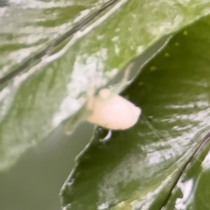 Thomisidae (family) at Kurrajong, NSW - 27 Jul 2024 08:28 AM
