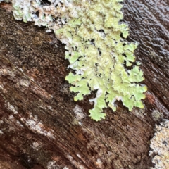 Flavoparmelia sp. at Kurrajong, NSW - 26 Jul 2024 by Hejor1