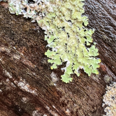 Flavoparmelia sp. at Kurrajong, NSW - 27 Jul 2024 by Hejor1