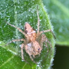 Oxyopes sp. (genus) (Lynx spider) at Kurrajong, NSW - 26 Jul 2024 by Hejor1