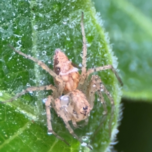 Oxyopes sp. (genus) at Kurrajong, NSW - 27 Jul 2024 08:48 AM