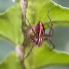 Oxyopes (genus) at Kurrajong, NSW - 27 Jul 2024 08:48 AM