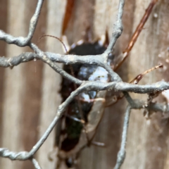 Blattidae sp. (family) (Unidentified blattid cockroach) at Kurrajong, NSW - 27 Jul 2024 by Hejor1